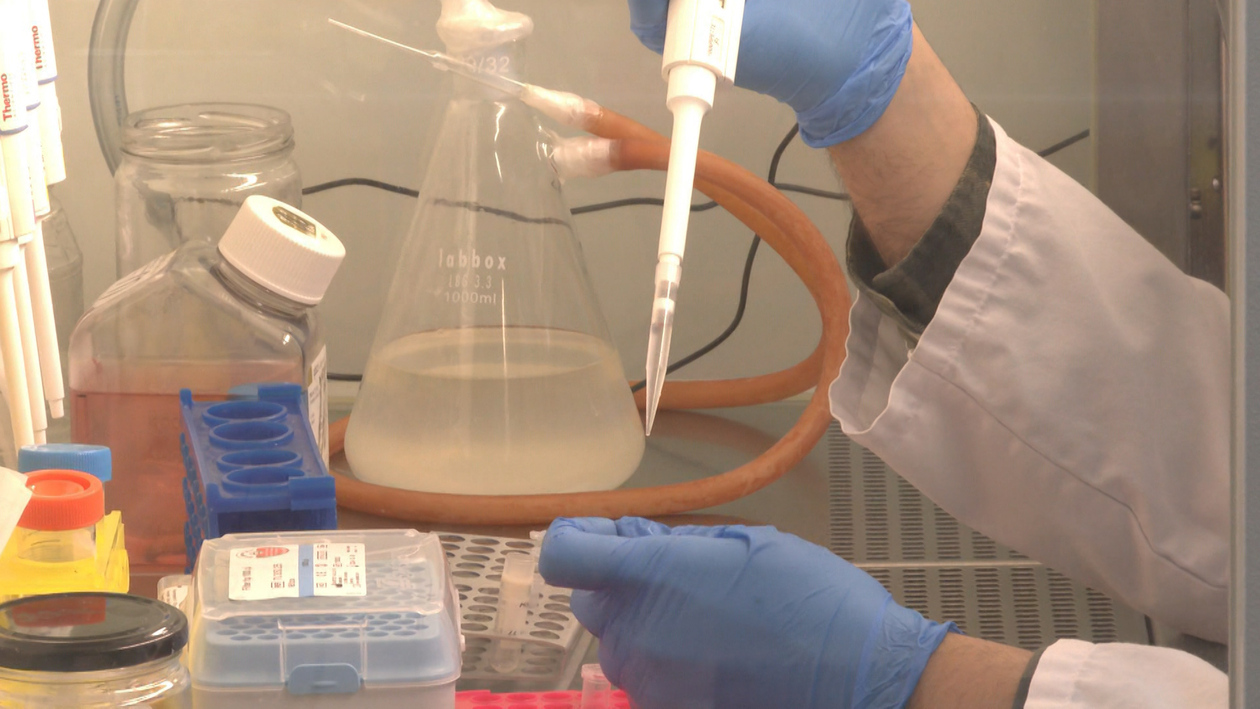 Investigadores de la Universidad de Valladolid analizan la resistencia del virus de la gripe a los antivirales