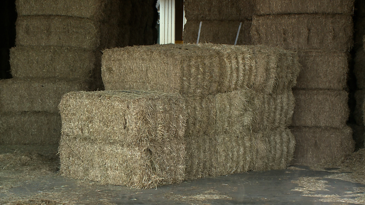 La guerra de Irán cierra la exportación del forraje