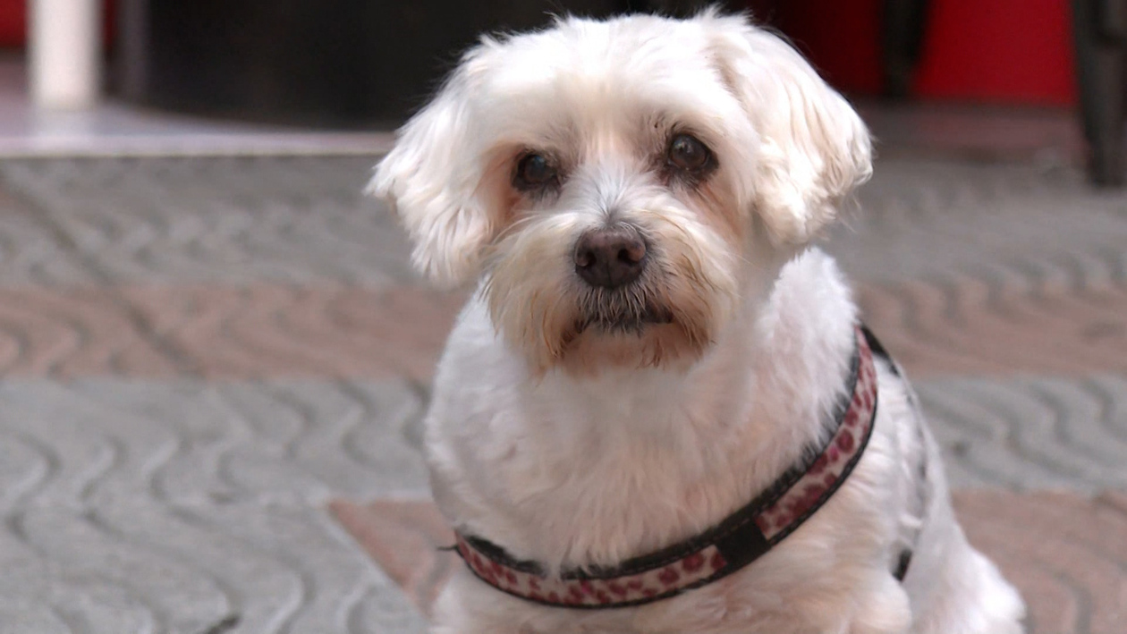 El abandono en casa también es delito: los límites legales para dejar sola a tu mascota en verano