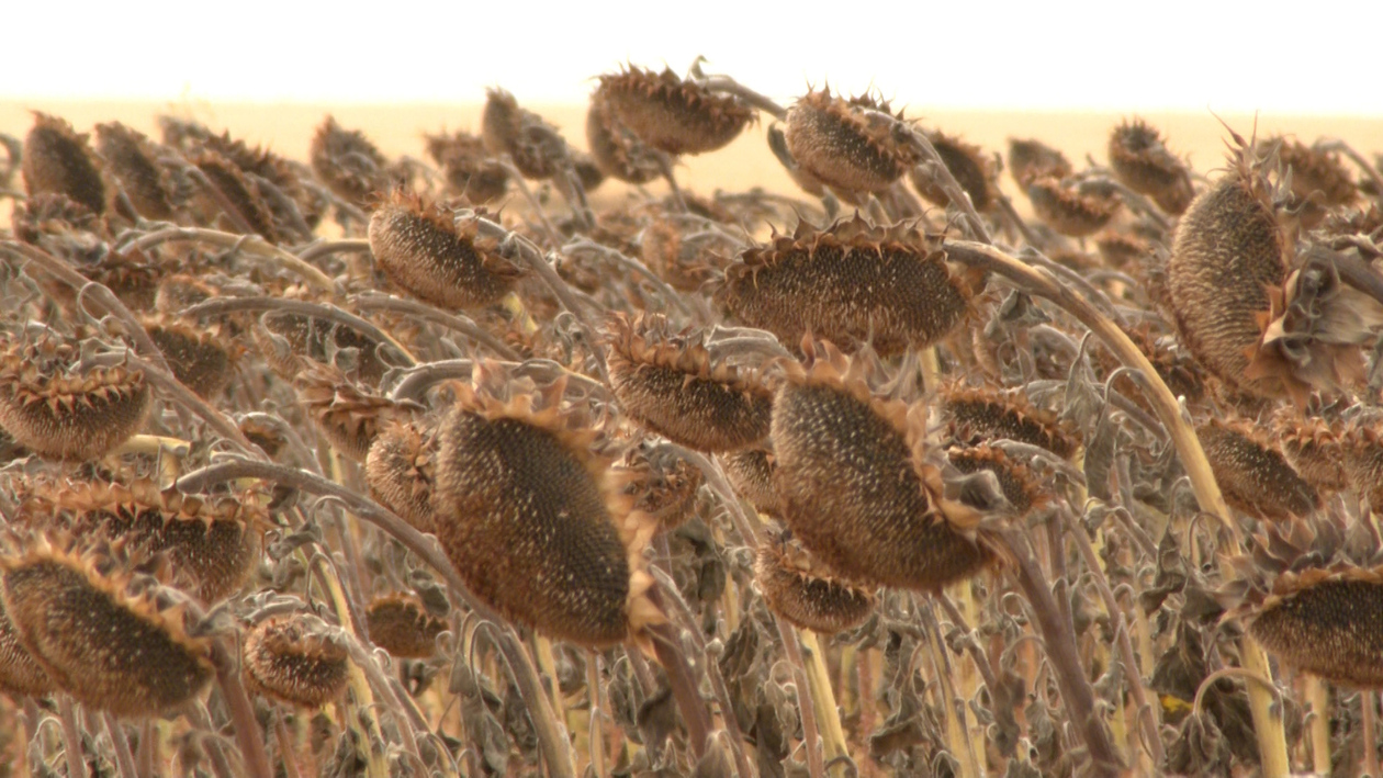 El repunte del girasol en Castilla y León choca con una cosecha corta por la sequía