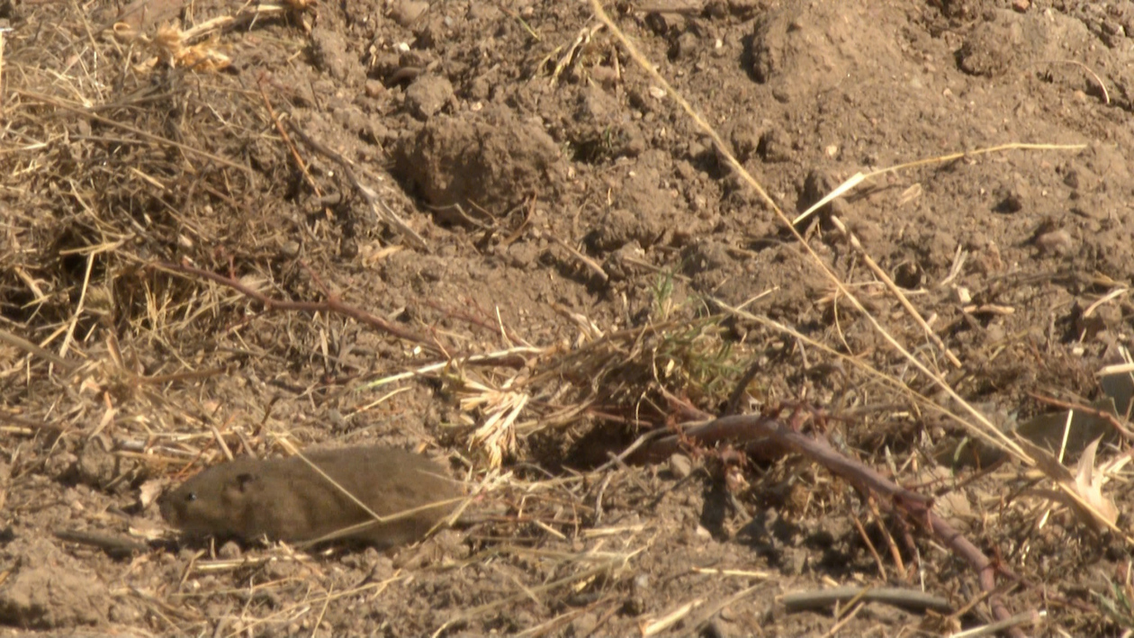 Las organizaciones agrarias piden extremar la vigilancia frente al topillo para evitar plagas en el campo