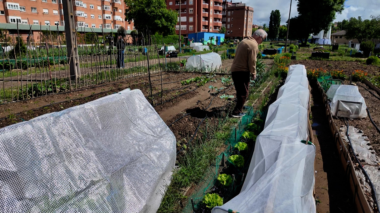 Cultivar salud: El oasis urbano que salva a los jubilados de la soledad